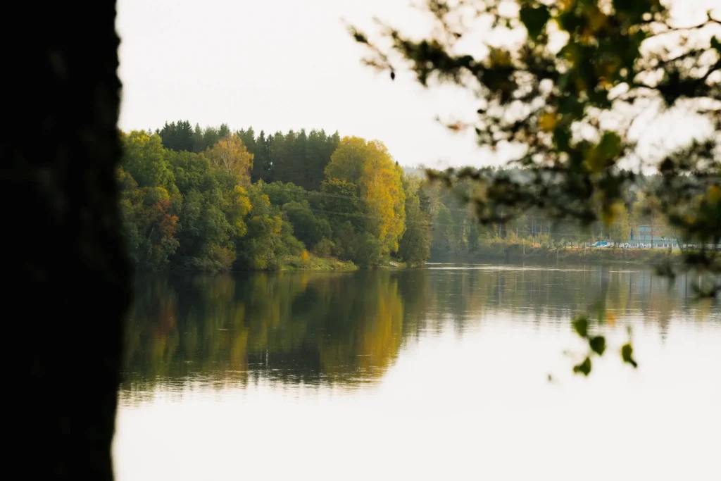 Bild på vatten och skog